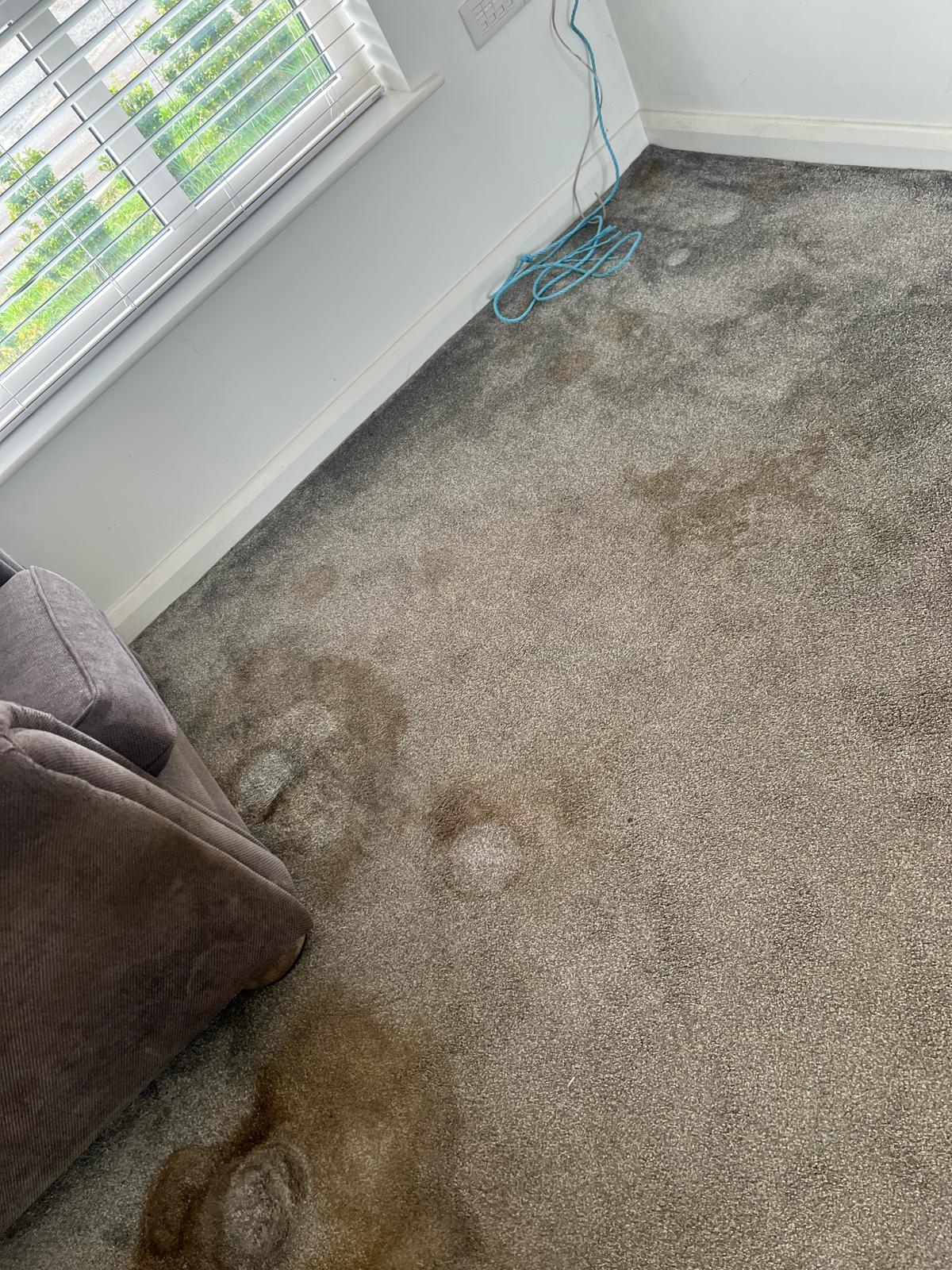 Professional carpet cleaning